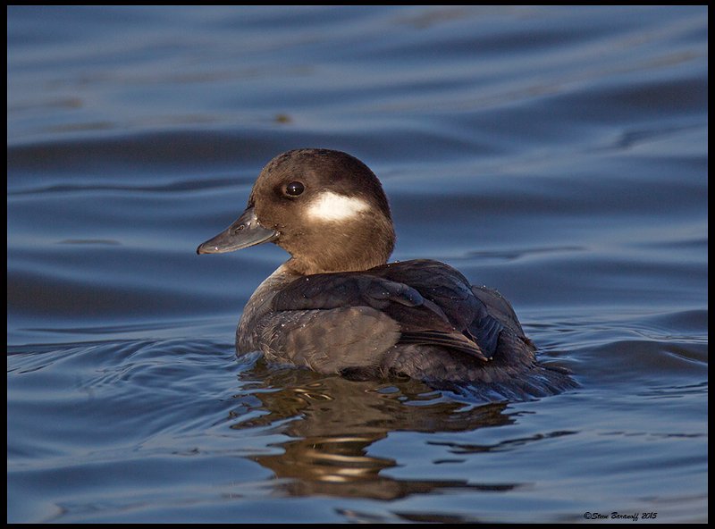 _5SB7446 bufflehead hen.jpg